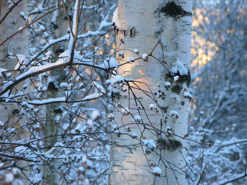 beautifreeze