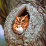 Owl In a tree hole - Study
