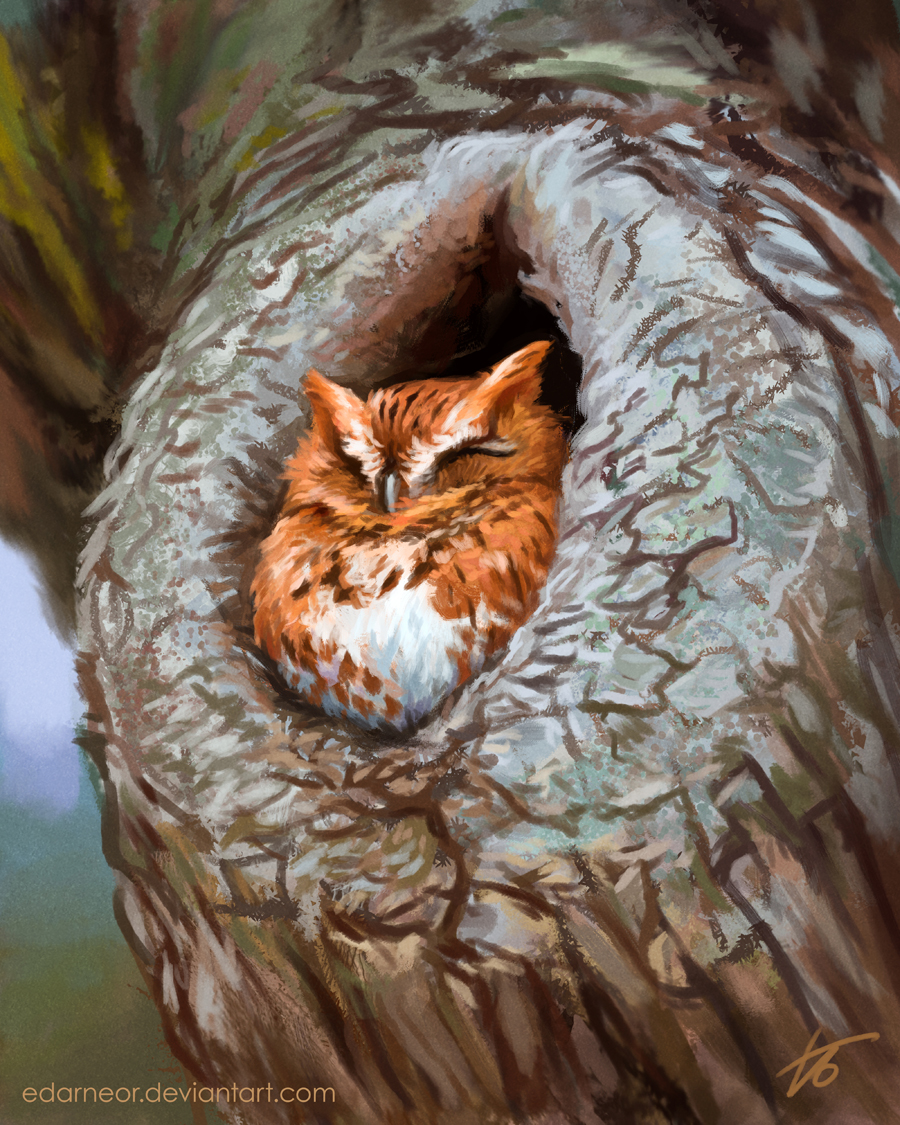 Owl In a tree hole - Study