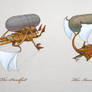 Airship Concepts