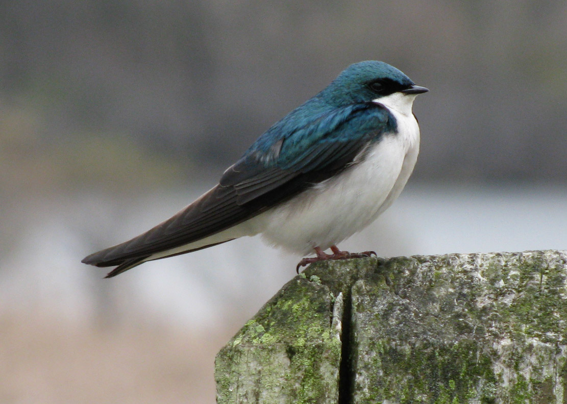 Tree Swallow 2