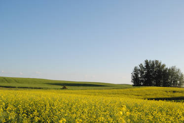 Ray, Field, Wave