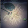 Capers flower