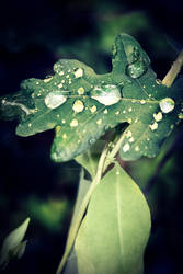 Raindrops are like precious pearls.