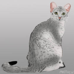 Egyptian Mau Cat