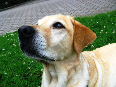 Labrador Loeka 8