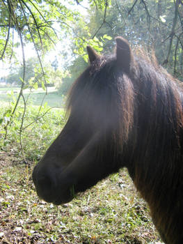 Horse 6