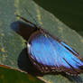 Blue Wings