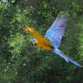 Macaw in Flight