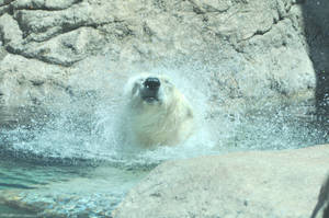 Fling That Water