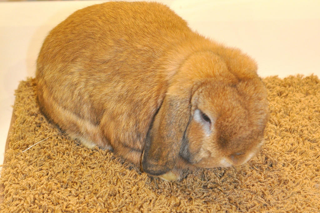 Soft Rabit Super Soft by Guard-of-the-Citadel on DeviantArt
