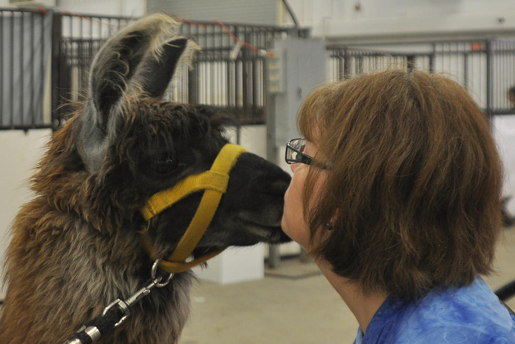 Llama Kisses