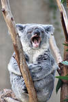 Koala Yawn by Pale-Recluse