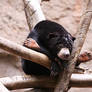 Sad Sun Bear