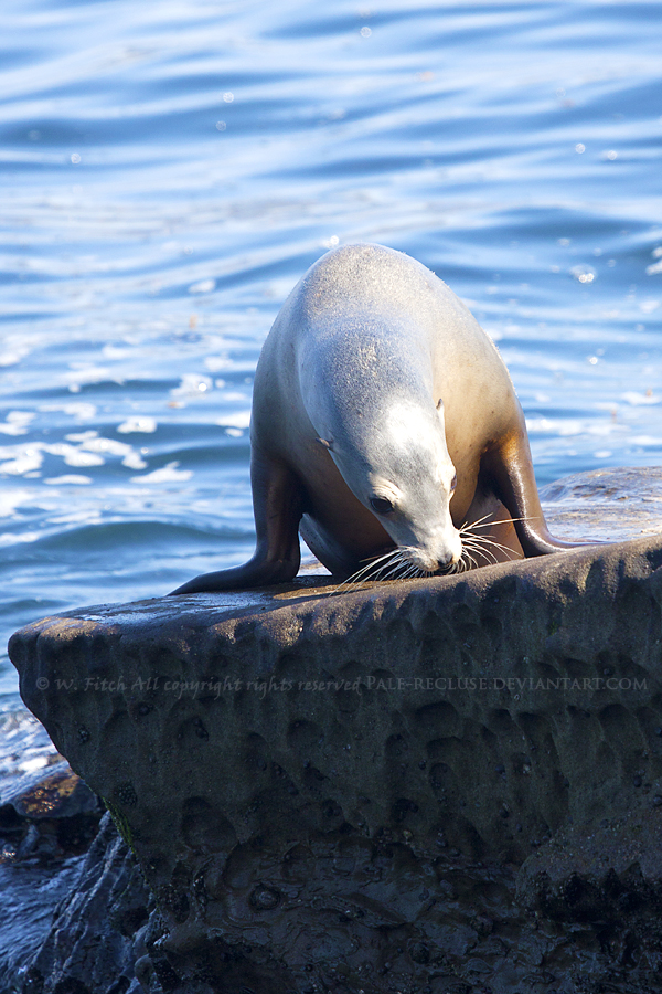 Sea Lion 2