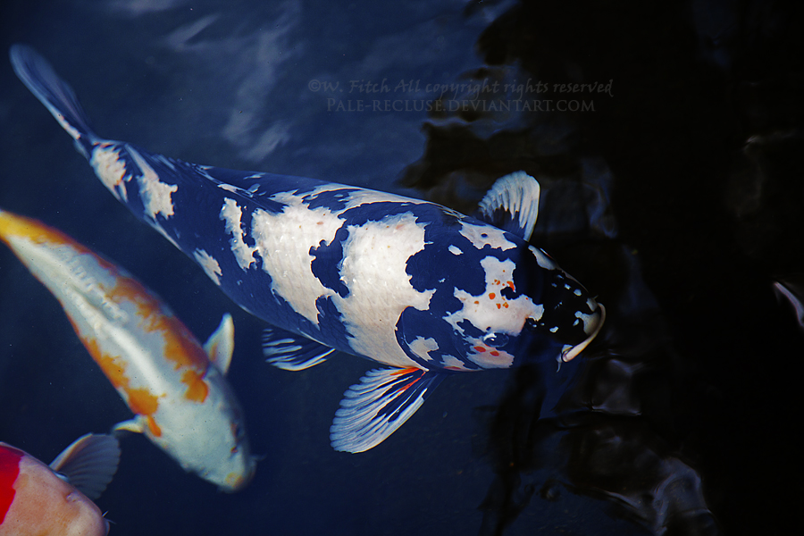 Black and White Koi