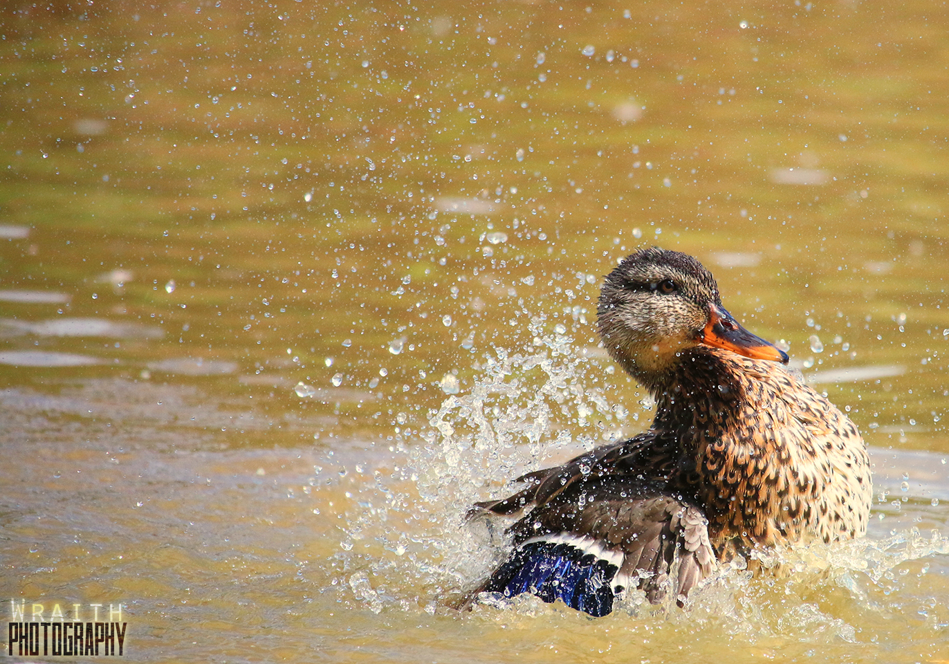 Splashdown