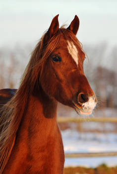 Arabian