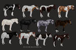 Miniature Horse Import Open 6/12 *Prices Reduced* by Ashley-Inspirations