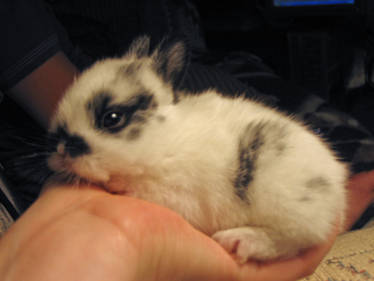 Baby Bunny Profile