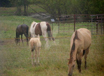 Texas Horses