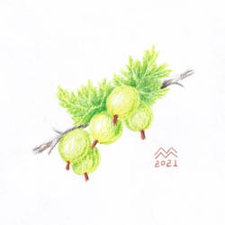 Gooseberries