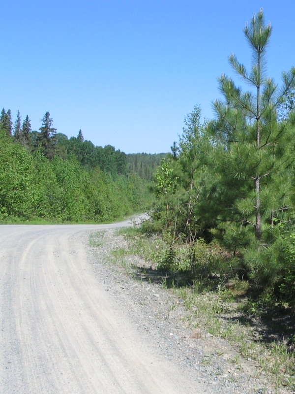 Pine on Dirt Road