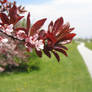 Spring Flowering Tree by Path
