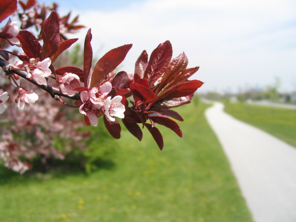 Spring Flowering Tree by Path