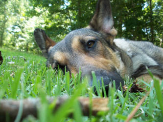 German Shepherd: Longing