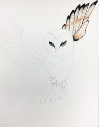 Owl ---- (WIP)