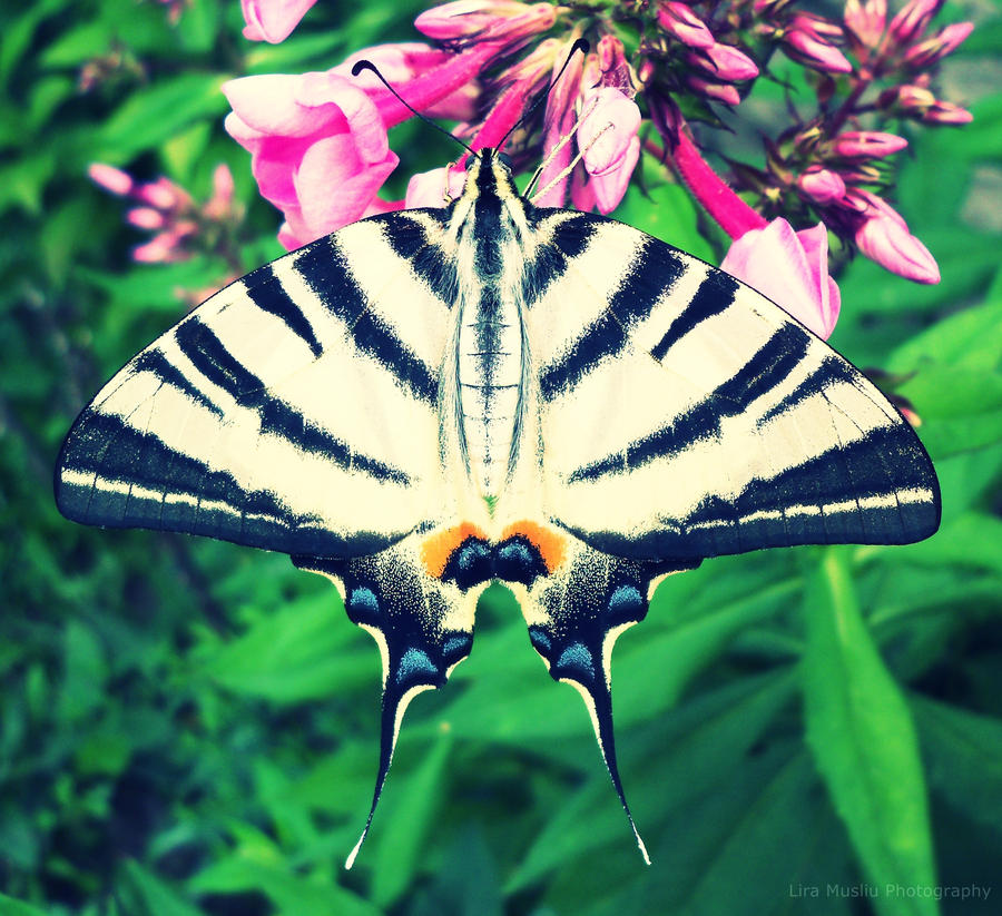 Butterfly.