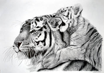 tiger mommy