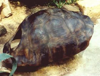 turtle shell replica KS Decor