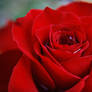 Rosey