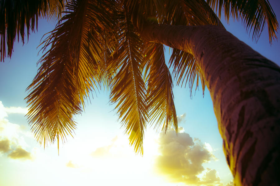 Palm In The Sun