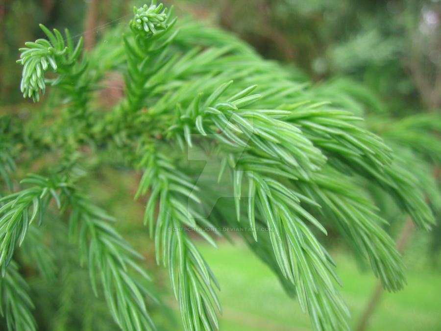 Grantrees2 by ChepcherJones on DeviantArt