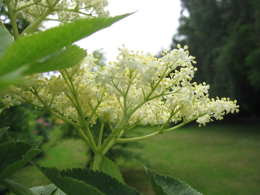 Grantrees8 by ChepcherJones on DeviantArt