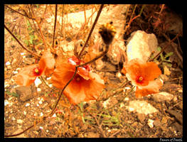 Poppies