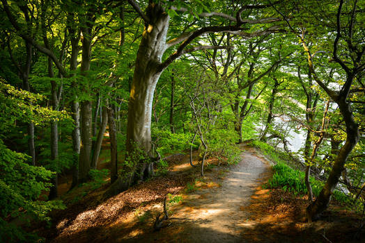 Denmark / Moens Klint / Glowing forest