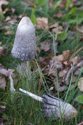 Mushrooms2