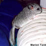 Chinchilla Baby climbing