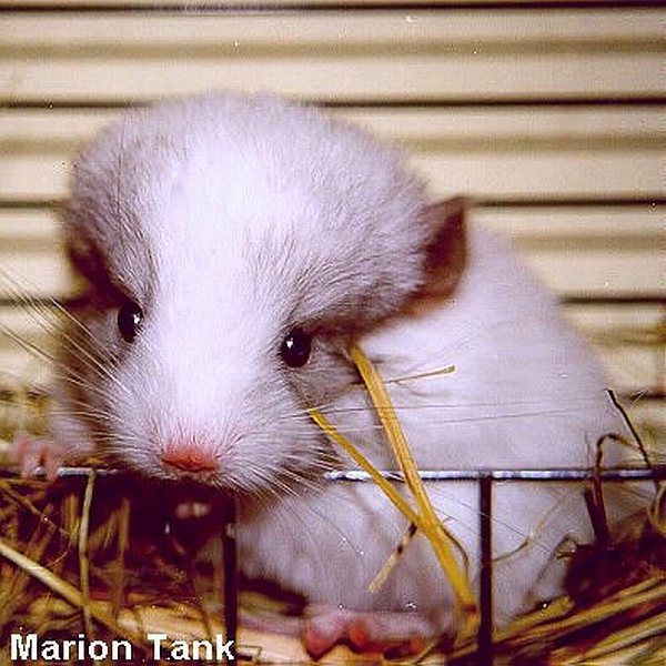 Chinchilla Cuteness