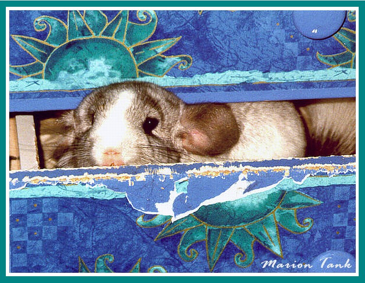 Spotty Chinchilla in a Drawer