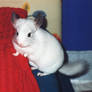 Picasso Chinchilla at Runtime