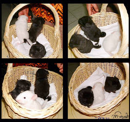 Basket of Chinchilla Babies