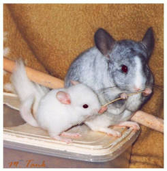 Chinchilla - Hey what's munching ?