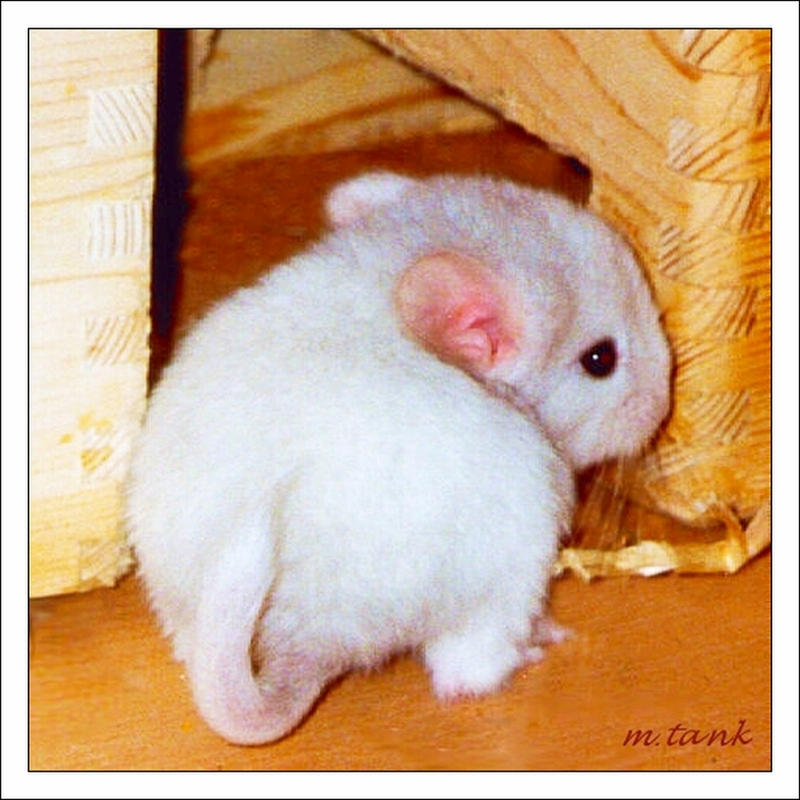 Hey it's Baby Chinchilla Idefix