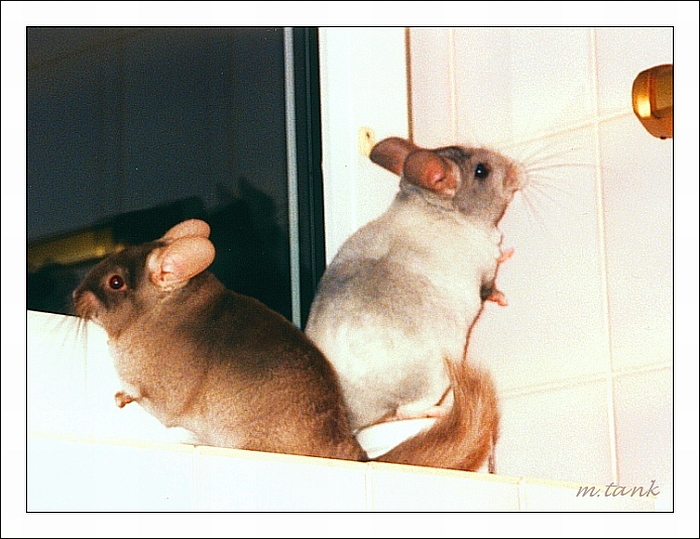 Chinchilla Bathroom Riot