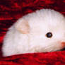 DJ my white baby Chinchilla